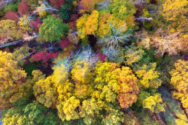 Sonbahar mevsimi ormanlarında sarı ağaç tepe örtüleri. Sonbaharda renkli bereketli bir orman. Sonbahar vahşi doğasının manzarası.