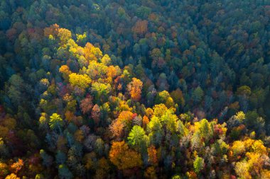 Sonbahar mevsimi ormanlarında sarı ağaç tepe örtüleri. Sonbaharda renkli bereketli bir orman. Sonbahar vahşi doğasının manzarası.