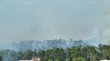 Florida ormanlarında tehlikeli bir orman yangını var. Yoğun ormanda sıcak alevler. Zehirli duman kirletici atmosfer.