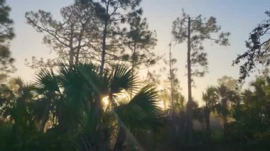 Güney Florida 'da yeşil palmiye ağaçları ve vahşi bitki örtüsü olan tropikal ormanlar. Yoğun yağmur ormanları ekosistemi.