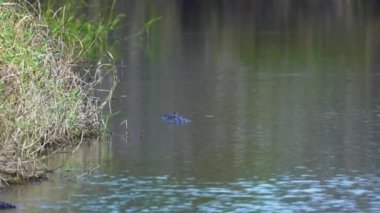 Florida, ABD 'de tatlı su gölünde yüzen Amerikan timsahının yakın çekimi..
