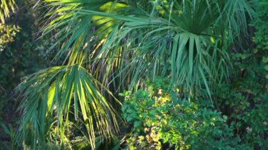 Tropik yağmur ormanları ekosistemi. Güney Amerika 'da yeşil palmiye ağaçları ve vahşi bitki örtüsü olan Florida ormanları..