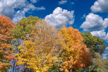 Sonbahar ormanı sonbahar arka planında manzara bırakır. Parkta renkli yeşillikler.
