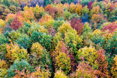 Sonbahar mevsiminde renkli yemyeşil bir orman. Sonbahar ormanlarındaki ağaç gölgelikleri. Sonbahar vahşi doğasının manzarası.