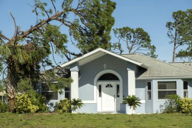 Florida 'da kasırgadan sonra ağaçtan düşmüş. Doğal afetin sonuçları..