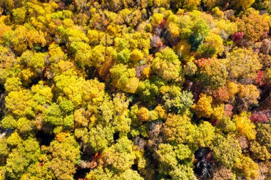 Sonbaharda sarı tepe örtüleri olan renkli bir orman. Sonbahar mevsiminde vahşi orman manzarası.