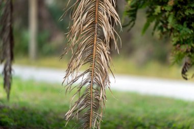 Florida 'nın arka bahçesinde kurumuş dalları olan ölü palmiye ağaçları. Ağaç kaldırma kavramı.