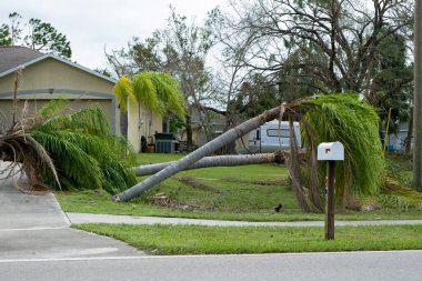 Florida 'nın arka bahçesindeki palmiye ağacında kasırga hasarı. Tropik fırtına rüzgarlarından sonra ağaçtan düştü. Doğal afetin sonuçları..