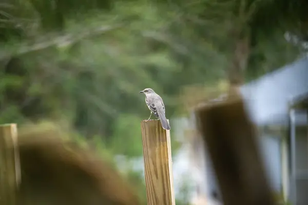 stock image A Northern mockingbird bird perched on a fence pole.