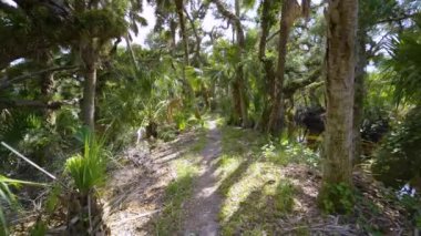 Tropikal doğayı keşfetmek. Güney Florida 'da yeşil palmiye ağaçları ve yabani bitki örtüsü olan orman yağmur ormanları boyunca ayak izleri. Yoğun yağmur ormanları ekosistemi.