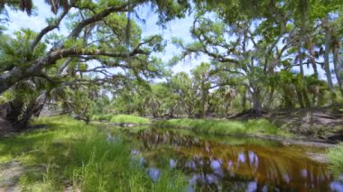 Güney Florida, ABD 'de sulak nehir ve yeşil palmiye ağaçları ile subtropikal ormanlar vahşi bitki örtüsü. Yoğun yağmur ormanları ekosistemi.