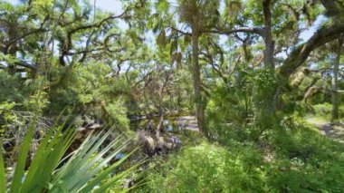 Güzel tropikal doğa. Yeşil palmiye ağaçları ile Florida 'nın güneyindeki vahşi bitki örtüsü arasında küçük bir nehir bulunan orman yağmur ormanları. Yoğun yağmur ormanları ekosistemi.