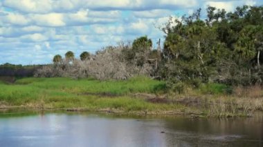 Florida eyalet parkı, tatlı su nehri ve yoğun yeşil yağmur ormanlarıyla vahşi tropikal doğa. Güney Amerika 'da palmiye ağaçları ve bitki örtüsü olan ormanlar.