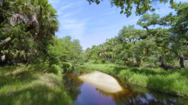 Tropik yağmur ormanları ekosistemi. Florida ormanları yeşil palmiye ağaçları, küçük tatlı su nehri ve Güney Amerika 'da vahşi bitki örtüsü..