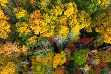 Güneşli bir günde sonbahar ormanlarında renkli tepe örtüleri olan yemyeşil orman manzarası. Sonbahar vahşi doğasının manzarası.