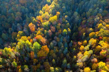 Sonbahar mevsiminde renkli yemyeşil bir orman. Sonbahar ormanlarındaki ağaç gölgelikleri. Sonbahar vahşi doğasının manzarası.