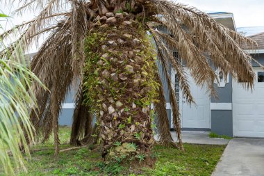 Florida 'nın arka bahçesinde kurumuş ölü palmiye ağacı.