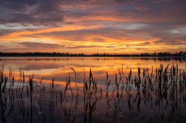 Florida sulak arazisinin akşam manzarası. Güney tropikal bataklıkta gün batımında göl suyu.