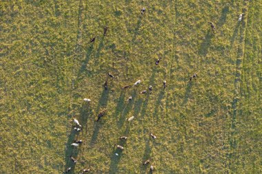 Organik süt ürünleri üretimi. Yeşil çiftlik otlaklarında otlayan süt inekleri. Çiftlik arazilerinde sığır beslemek.