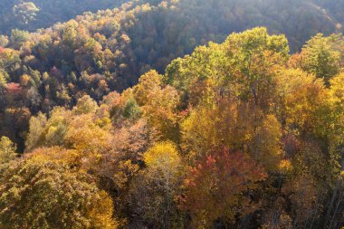 Appalachian Dağları 'nın günbatımında sonbahar mevsiminde doğa. Sonbaharda sarı tenteli renkli orman.