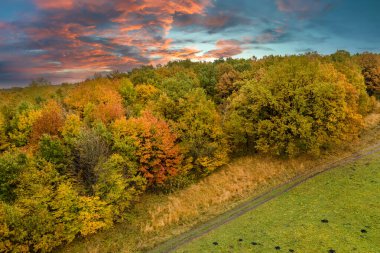 Sonbahar mevsiminde, orman doğası boyunca arazi toprak yolunun günbatımı manzarası. Sonbaharda sarı tenteli renkli orman.