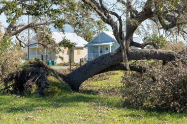 Florida 'nın arka bahçesindeki kasırgadan sonra ağaç kesimi. Güçlü tropikal fırtına rüzgarları sonrası enkazdan aşağı düştü. Doğal afetin sonuçları..