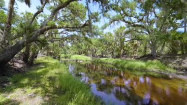 Florida subtropikal ormanlarında yeşil palmiye ağaçları, küçük bir nehir ve Amerika 'nın güneyinde vahşi bitki örtüsü. Yoğun yağmur ormanları ekosistemi.