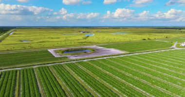 Otlakta otlayan süt sığırları sürüsü. Florida 'da yeşil çayırlarda süt inekleri.