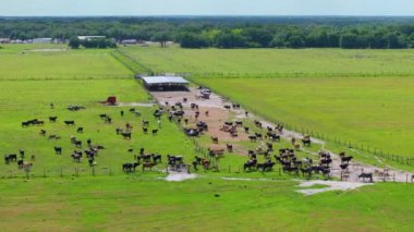 Organik süt ürünleri üretimi. Yeşil çiftlik otlaklarında otlayan süt inekleri. Çiftlik arazilerinde sığır beslemek.
