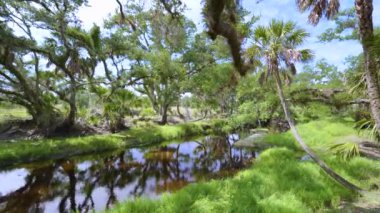 Güney Florida, ABD 'de sulak nehir ve yeşil palmiye ağaçları ile subtropikal ormanlar vahşi bitki örtüsü. Yoğun yağmur ormanları ekosistemi.