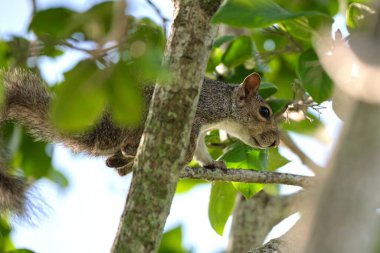 Beautiful wild gray squirrel eating nuts on a tree in summer town park.