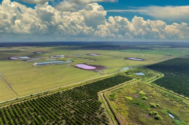 Güneşli bir günde Florida kırsalında yetişen portakal ağaçlarıyla dolu tarlalar..