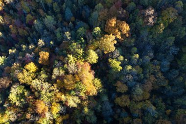 Sonbahar ormanlarında sarı ve turuncu tepe örtüleri olan renkli bir orman. Sonbaharda vahşi doğanın manzarası.