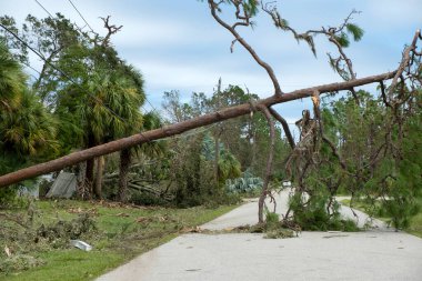 Doğal afetin sonucu olarak elektrik kesintisi. Florida 'nın banliyö bölgesinde kasırga sonrası elektrik hatları hasar gördü..