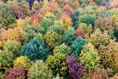 Sonbahar mevsiminde orman manzarası. Sonbaharda sarı tenteli renkli orman.