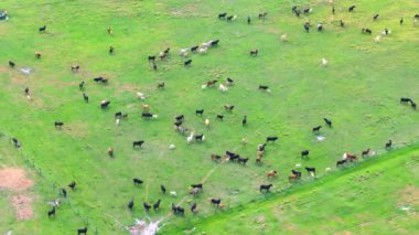 Organik süt ürünleri üretimi. Yeşil çiftlik otlaklarında otlayan süt inekleri. Çiftlik arazilerinde sığır beslemek.