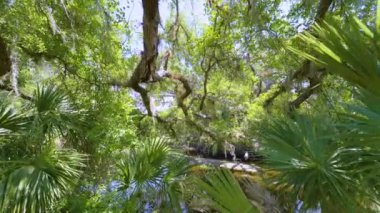 Yoğun yeşil yağmur ormanları olan vahşi tropikal doğa. Güney Amerika 'da palmiye ağaçları ve bitki örtüsü olan Florida ormanları.