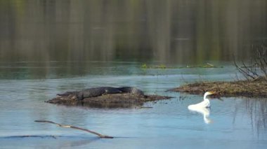 Florida 'daki doğal ortamda bir timsah. Florida 'nın güneyindeki nehir kıyısında Amerika' ya özgü sürüngen avcısı..