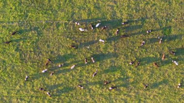 Otlakta otlayan süt sığırları sürüsü. Florida 'da yeşil çayırlarda süt inekleri.