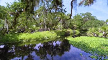 Yeşil palmiye ağaçları ve Florida 'nın güneyindeki vahşi bitki örtüsü arasında taze su nehri olan tropikal ormanlar. Yoğun yağmur ormanları ekosistemi.