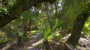 Florida orman yolu, yeşil palmiye ormanları ve Amerika 'nın güneyindeki vahşi bitki örtüsü boyunca dar yürüme yolu..