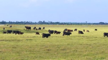 Otlakta otlayan süt sığırları sürüsü. Florida 'da yeşil çayırlarda süt inekleri.