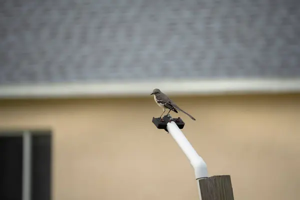 stock image A Northern mockingbird bird perched on a fence pole.