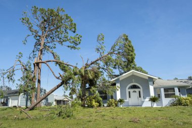 Florida 'da kasırgadan sonra bir evin çatısındaki büyük ağaçtan düşmüş. Doğal afetin sonuçları..