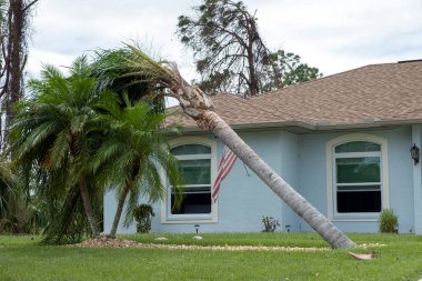 Florida 'da kasırgadan sonra palmiye ağacından düşmüş. Doğal afetin sonuçları..