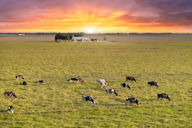 Küçük çiftlik evinin yakınındaki çayırlarda otlayan süt sığırları sürüsü. Florida 'da yeşil çayırlarda süt inekleri.