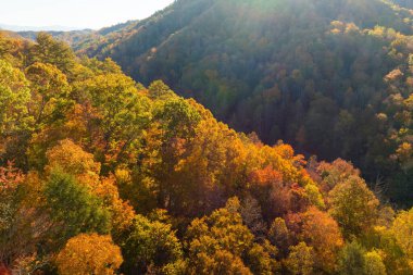 Sonbahar mevsiminde sarı orman ağaçlarıyla Kuzey Carolina 'daki Appalachian Dağları' na tırmandım. Sonbahar doğasının güzelliği.