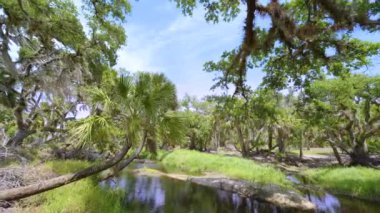 Güney Florida, ABD 'de sulak nehir ve yeşil palmiye ağaçları ile subtropikal ormanlar vahşi bitki örtüsü. Yoğun yağmur ormanları ekosistemi.