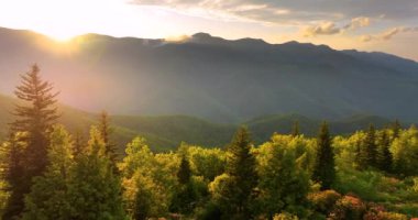 Mitchell Dağı yakınlarındaki Smokey Dağları 'nda gün batımı parlıyor. Kuzey Carolina 'daki Appalachian dağlarında yaz mevsiminde taze yeşil orman ağaçları var. ABD doğasının güzelliği.