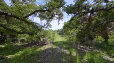 Florida orman yağmur ormanlarında yeşil palmiye ağaçları ve vahşi bitki örtüsüyle yürüyüş yapmak. Yoğun tropikal orman ekosistemi.